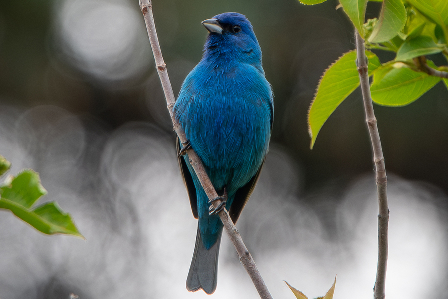 Kirstyn Eckhardt - Indigo Bunting 2 (1).jpg (381 KB)